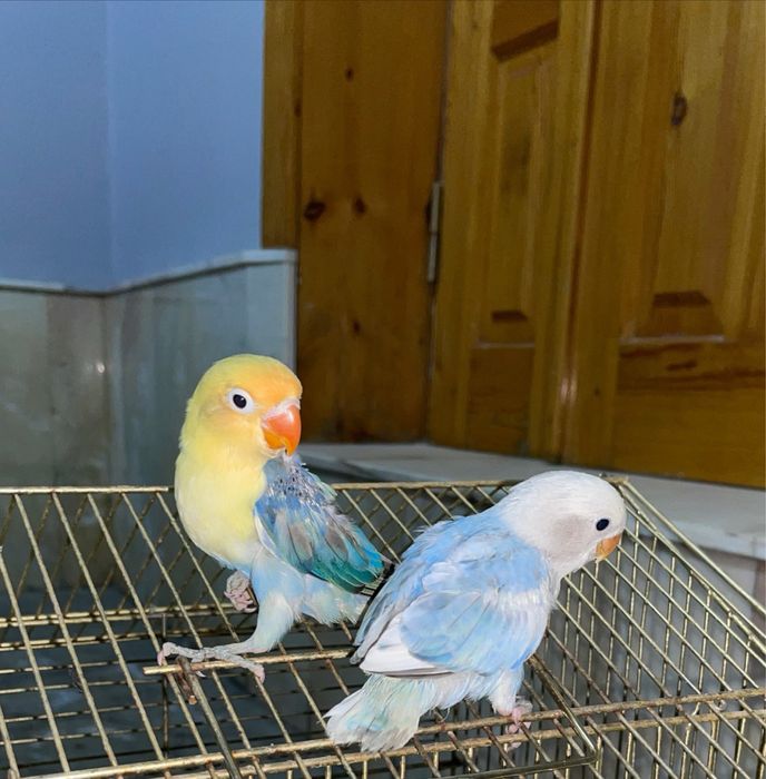 Продаются ручные попугаи