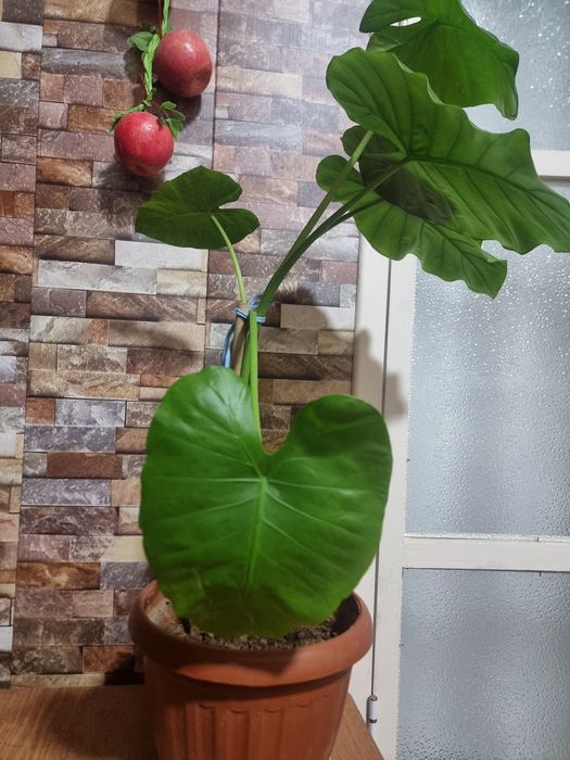 Большой АЛОКАЗИЯ комнатных цветок Katta Alokaziya guli