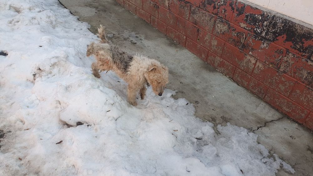 Фокстерер кабель на вязку