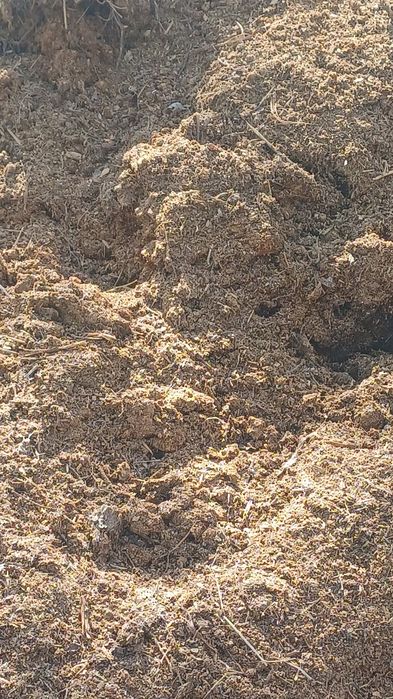 Навоз конский бесплатно