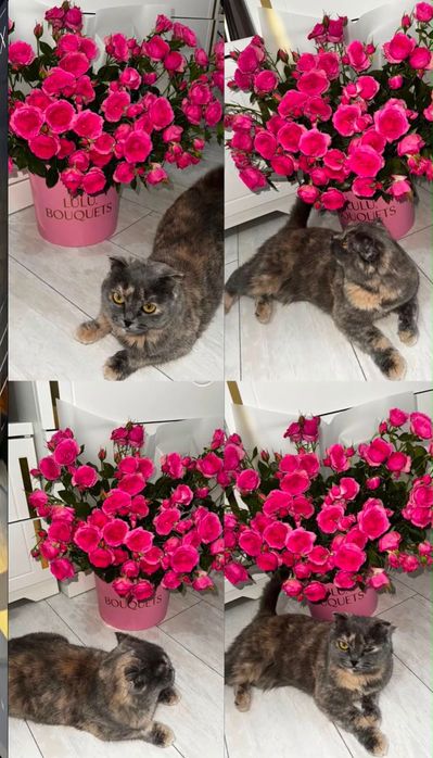Продается кошка(шотландская вислоухий)