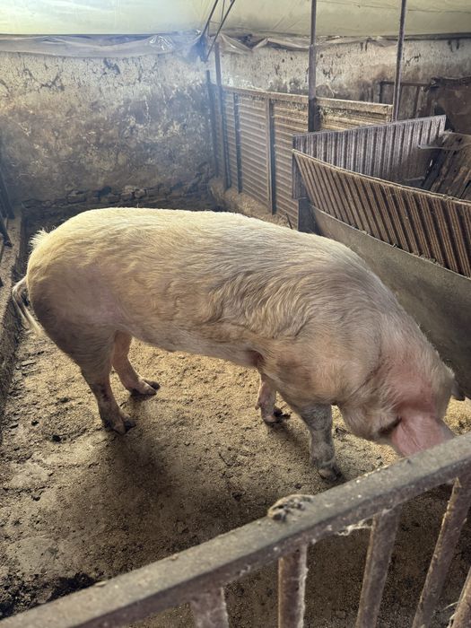 Работещ Нерез Прасе