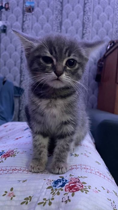 Отдам кошечку даром