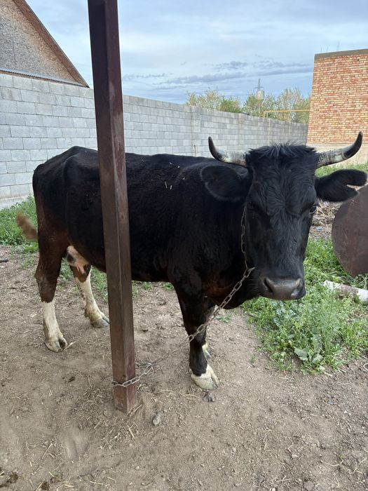 Сиыр сатылады, бұзауымен бірге