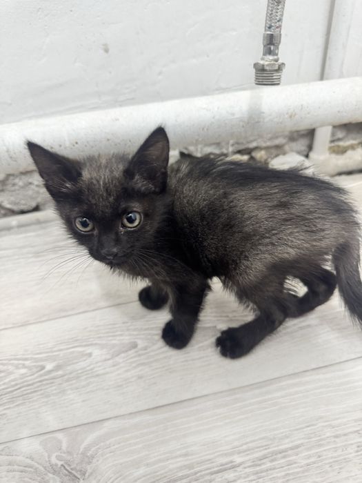 Котенок мальчик в добрые руки