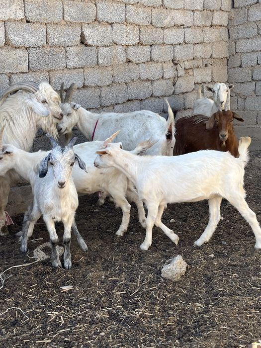 ОРЫС ЕШКЫ Ешкі сатылады 10 ешкі