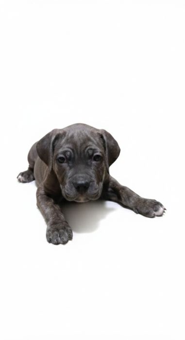 Кане-корсо продажа