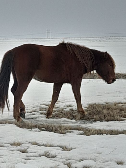 Бес жасар айғыр сатылады