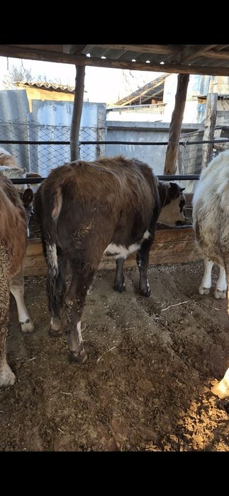 Семіз тайынша сатылады