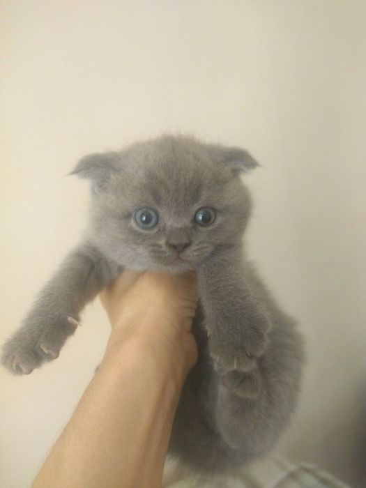 Пушистые комочки счастья скоттиш фолды