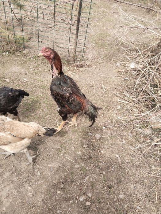 Дакан жумыртка сатылады,