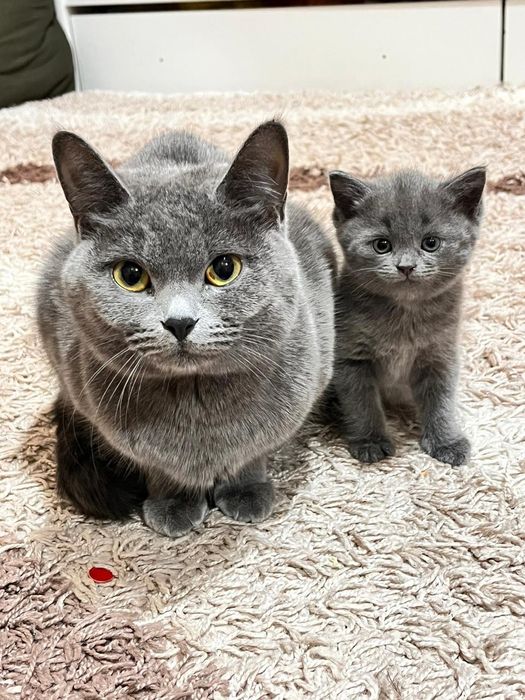 Шотланская  скоттиш страйт продается