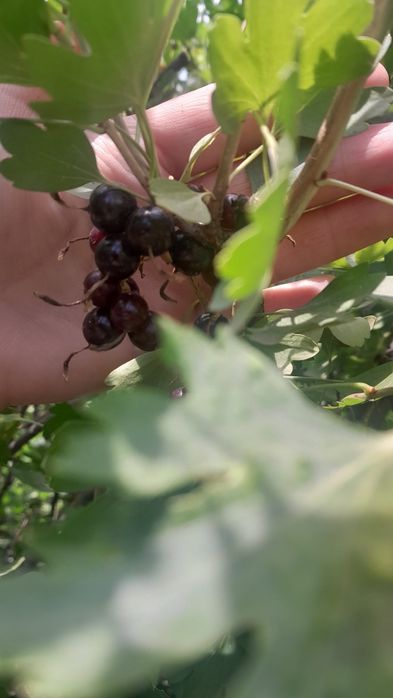 Продам домашнюю смородину