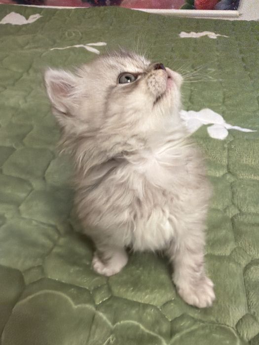 pisoiasi Scottish Fold si un Brittish long hair