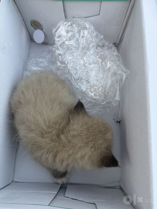 кошка сиамская кошка