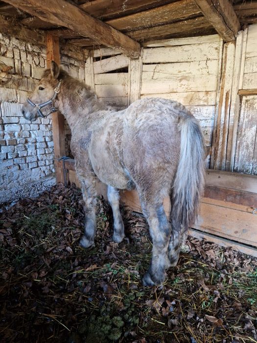 Manz cai herghelia Miutescu