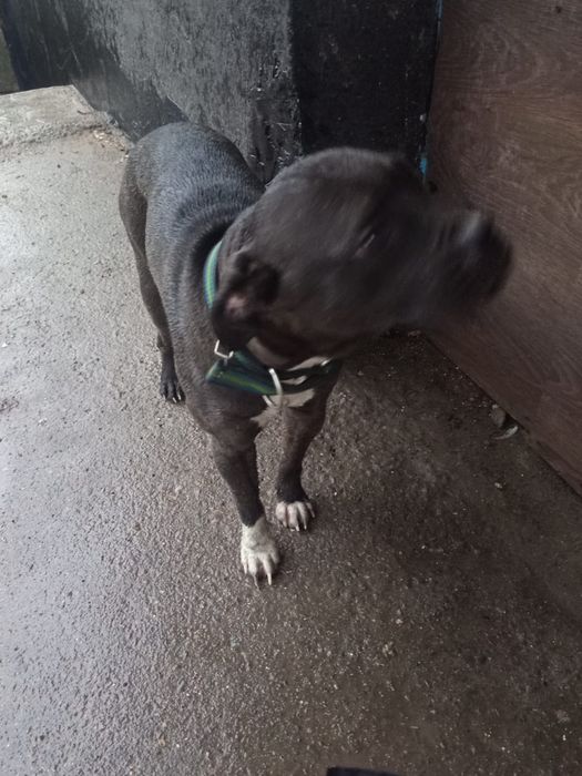 Найдена собака помесь