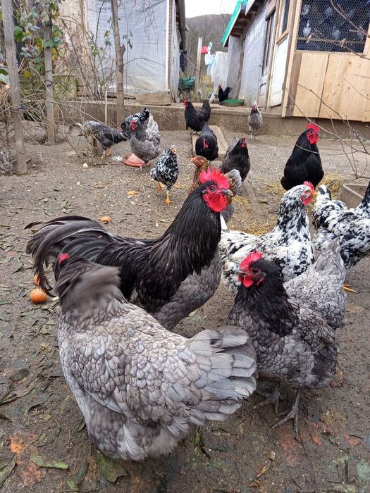 Vând oua pt incubat