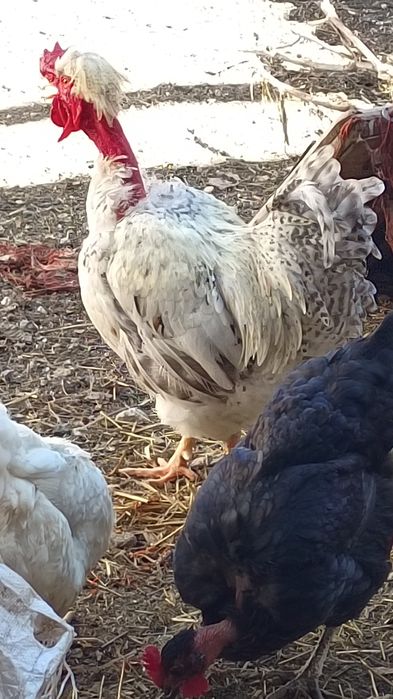 Хохлатый Голошейка