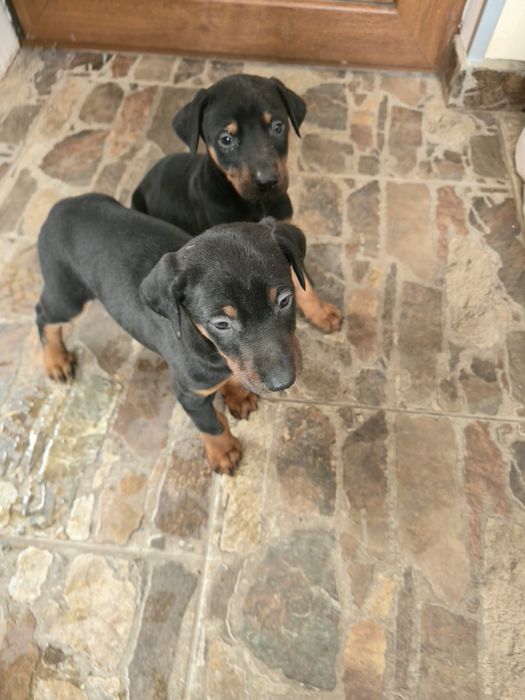 Добермани родословни