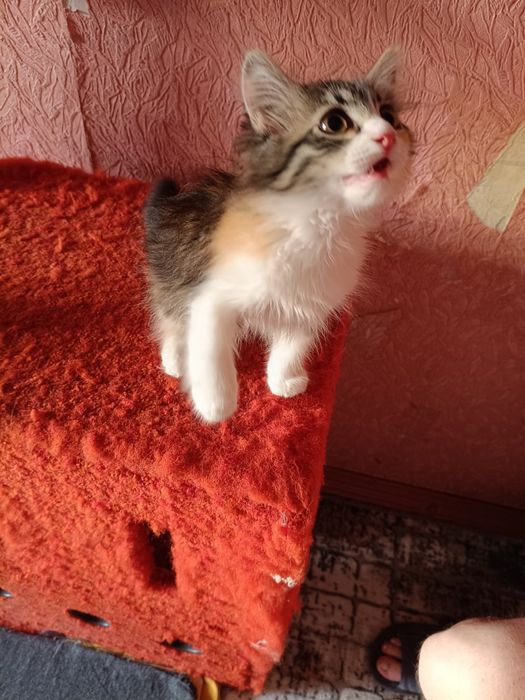 Девочка в добрые руки