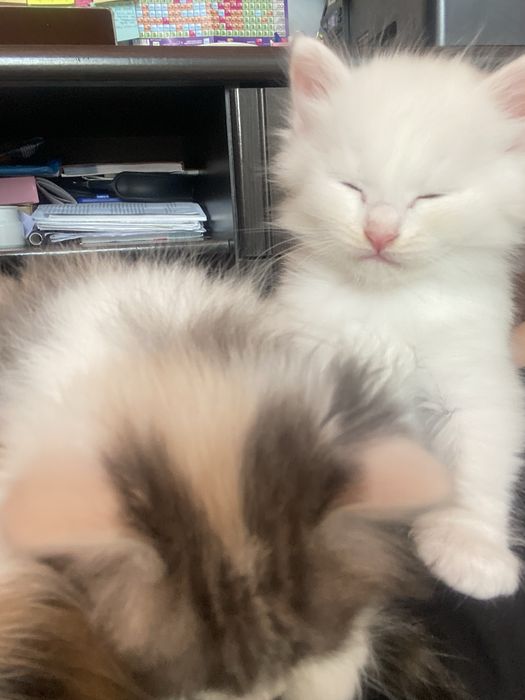 Котята в хорошие руки.