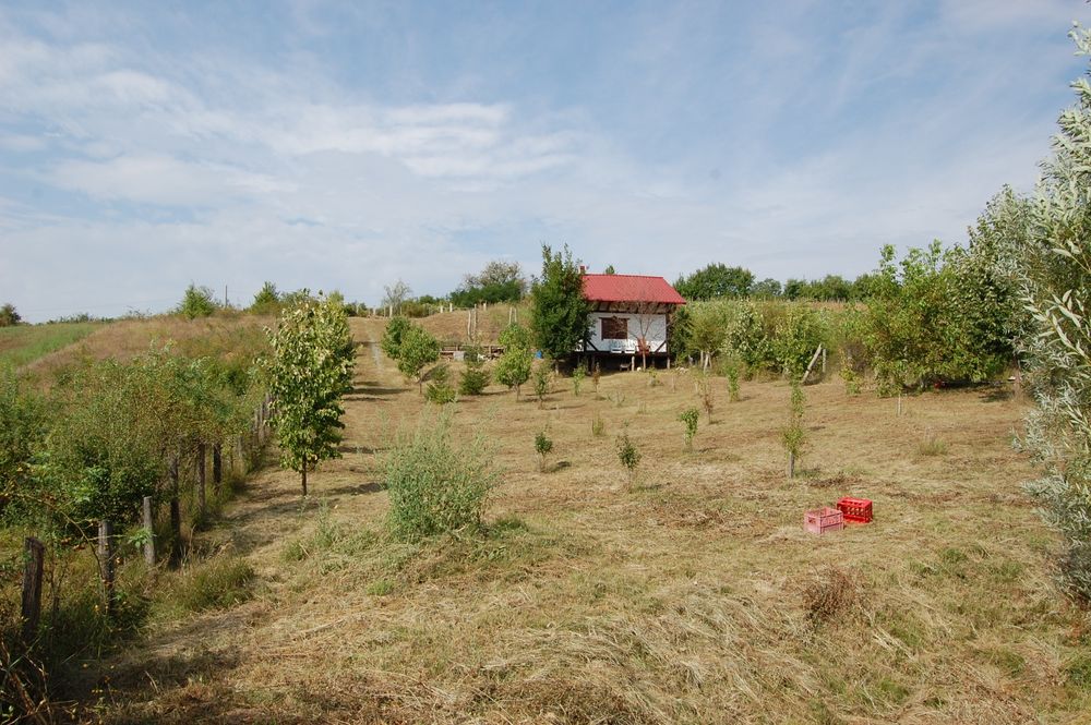 Vânzare teren in Chițoc Vaslui
