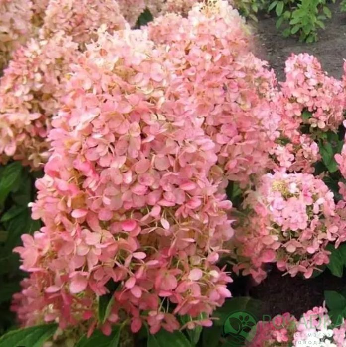 Саженцы гортензии