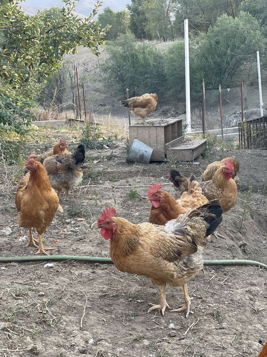 Продам кур кучинских юбилейных