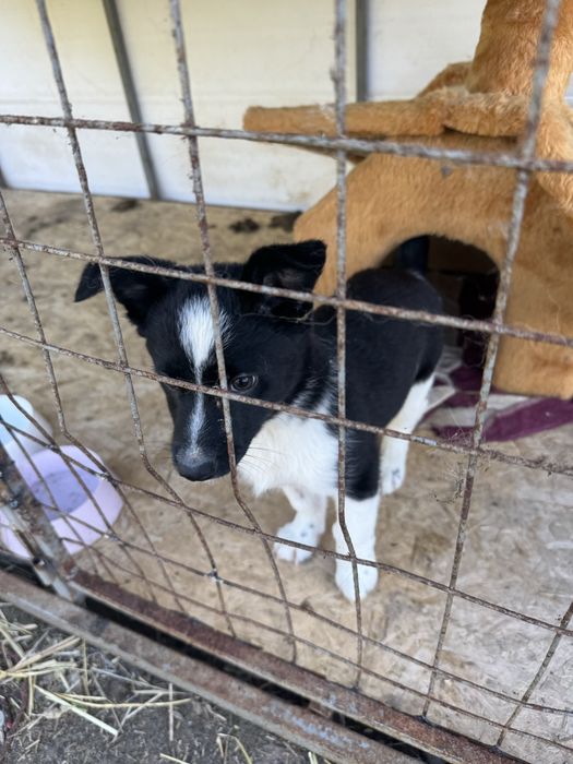 Отдам щенят в добрые руки