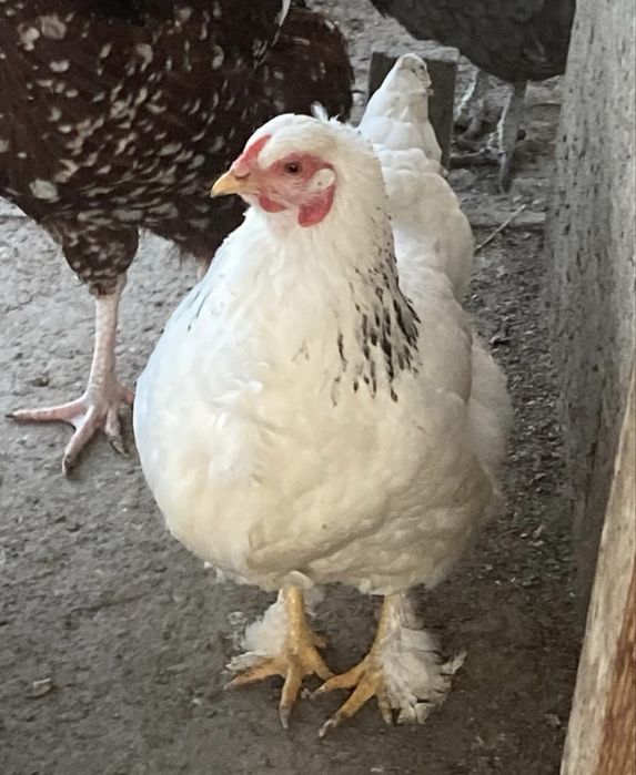 Pui de gaina metisi din rase f bune