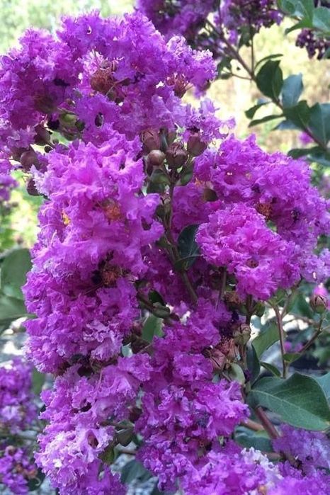 Liliac Indian (Flori Mov )