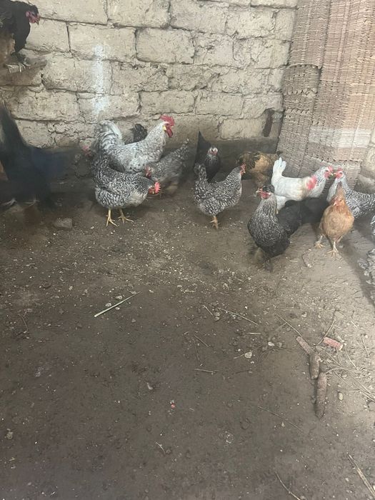 Куры домашние куры