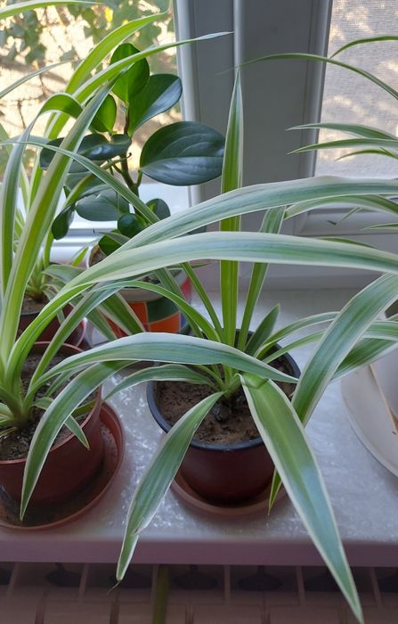 Хлорофитум, комнатное растение