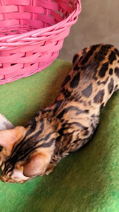 Бенгальская Леопардиха- 3.5 месяца
