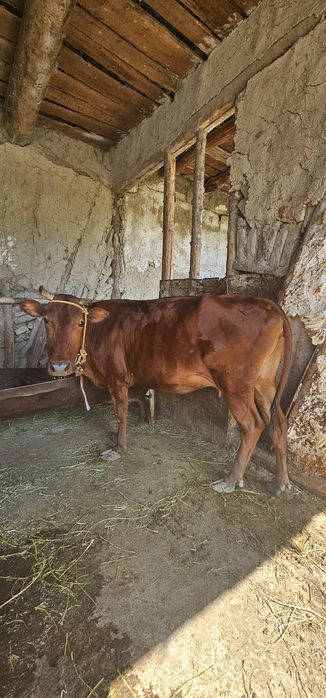 Sigir Sotiladi 3 chi qoringa bugoz 5 oylik