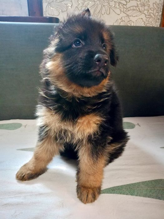 Щенки немецкой овчарки