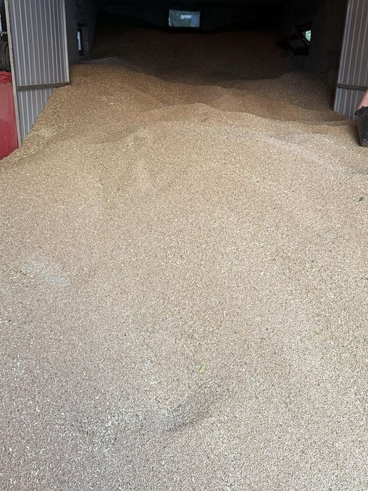 Vând grâu producție 2025,Soi Genesi