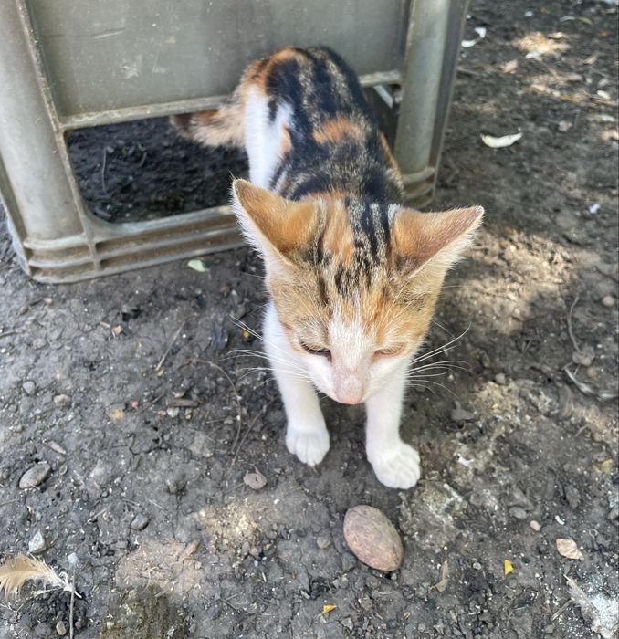 Dau spre adoptie pui de pisica