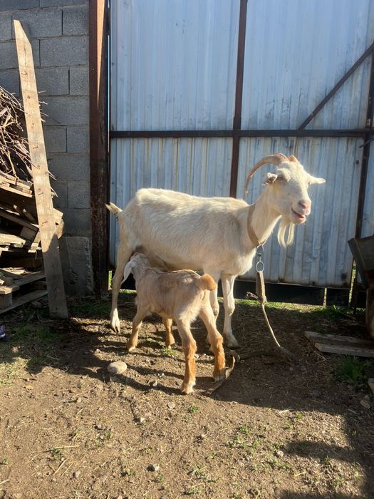 Продам козу с козлёном срочно