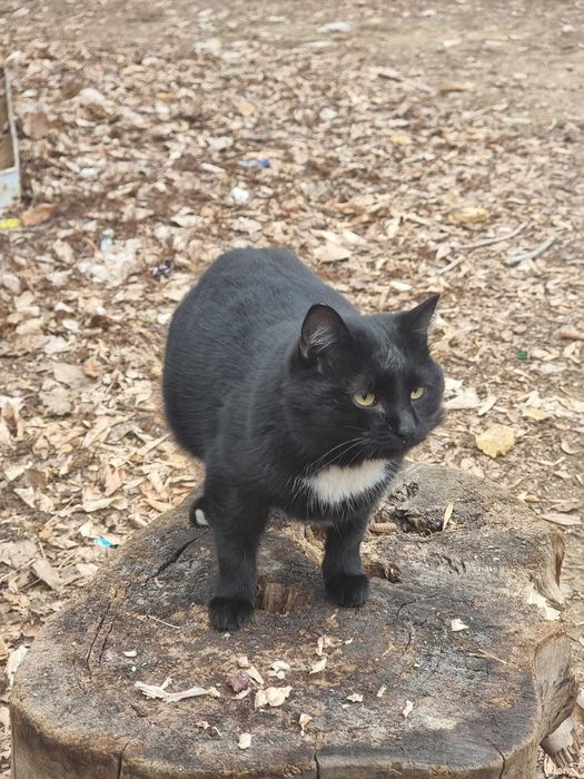 Отдам кота черного!