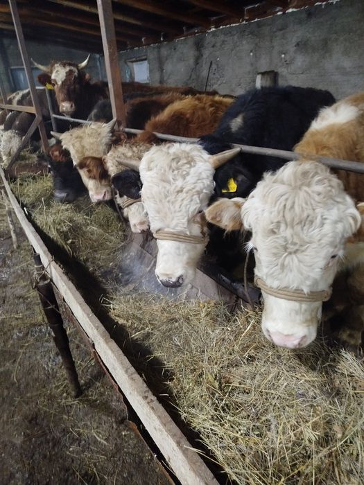 Бұқалар сатылады