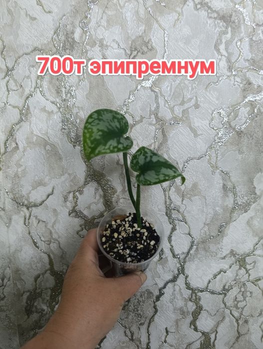 Комнатные растения кжби