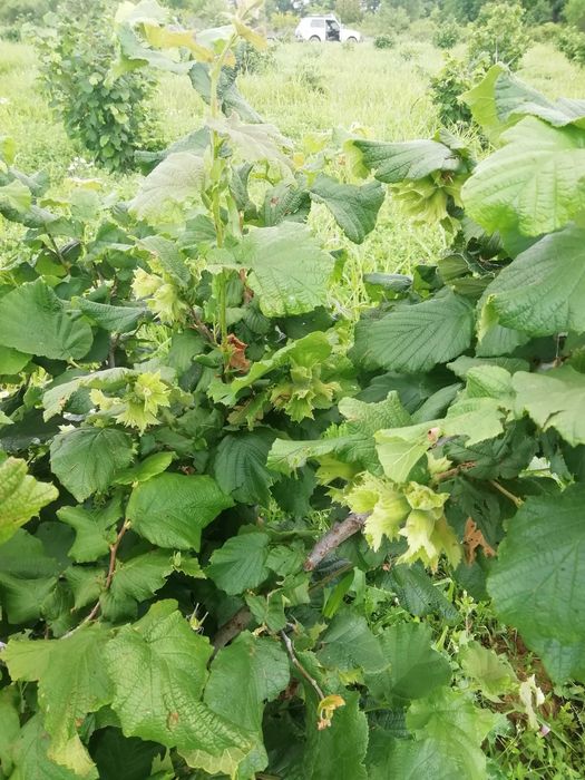 Продава се Парцел в Стара Загора, Казански - 22000 кв.м за 3 €/кв.м - Снимка #2