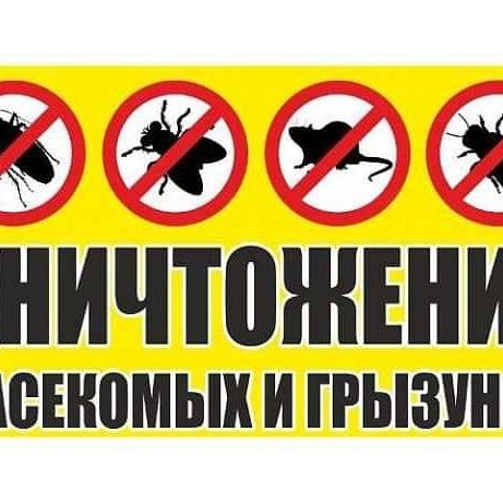 Дезинфекция от насекомых и грызунов