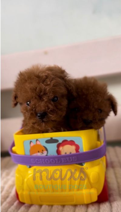 Пудел той (Poodle toy)