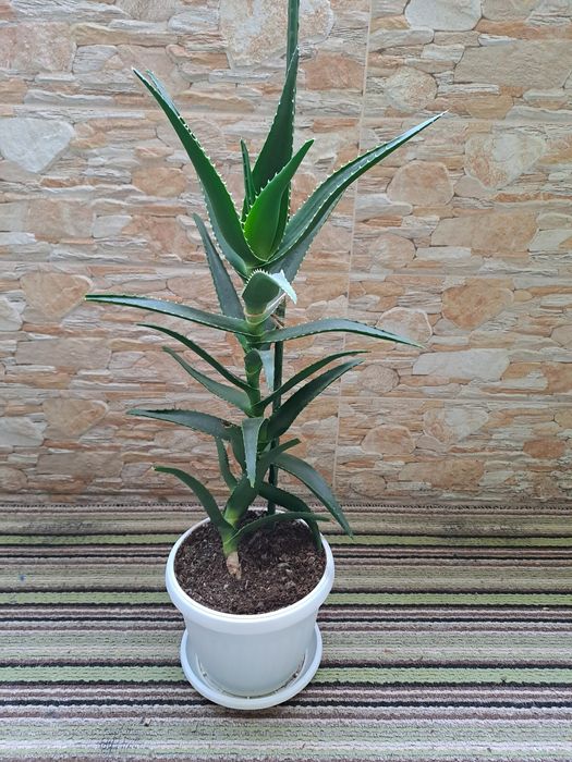 Лечебно алое вера за прозореца или терасата