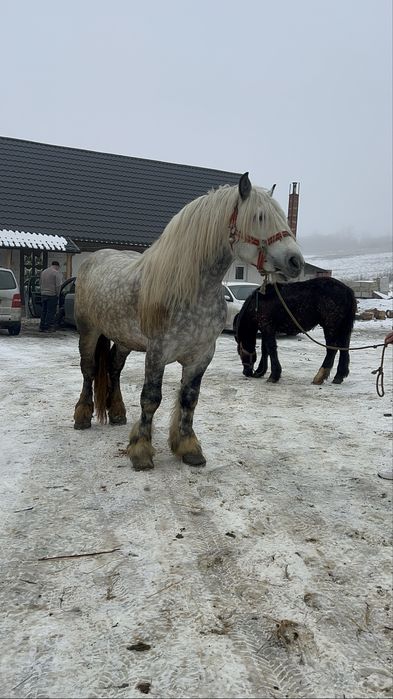 Armasar cu sange de 6 ani