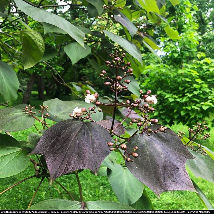 Catalpa Purpurea