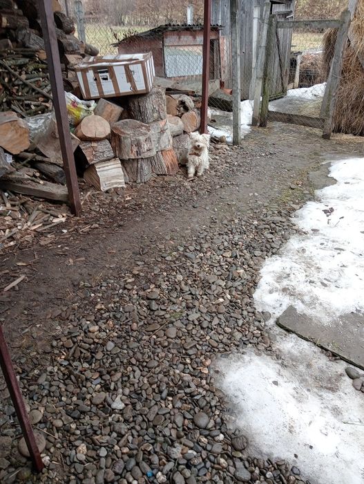 Ofer bișon schimbă locația